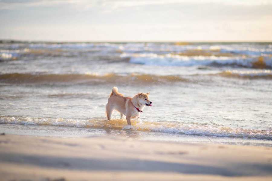 As superiores praias para passear com seu cão na Itália