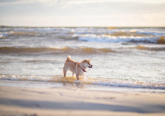 As superiores praias para passear com seu cão na Itália