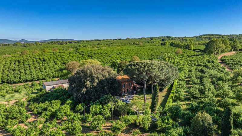 Vende-se terreno de 14 hectares com avelã em Vetralle