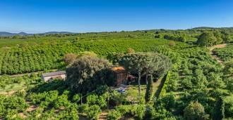 Vende-se terreno de 14 hectares com avelã em Vetralle